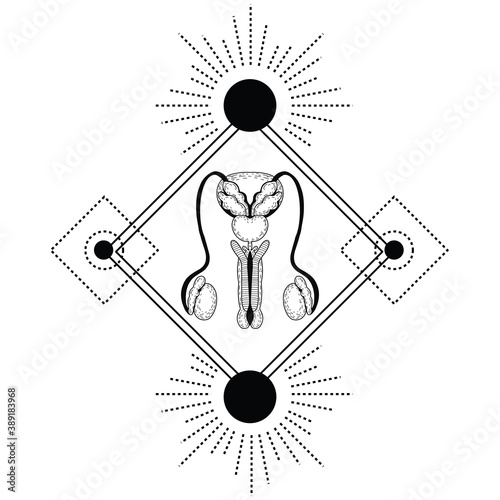 Vector realistic male reproductive system. Eps 10 illustration can be used for party invitation, design template, greeting card, patterns fill, posters,logo, tattoo, branding. Design element for your 