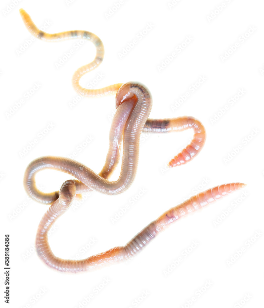 Earthworms isolated on a white Earthworms isolated on a white