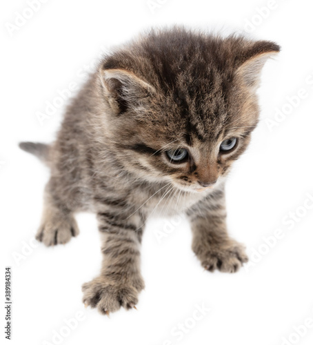 Small kitten isolated on a white background.