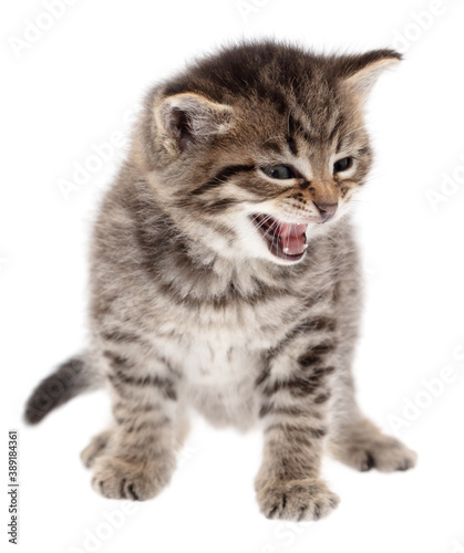 Small kitten isolated on a white background.