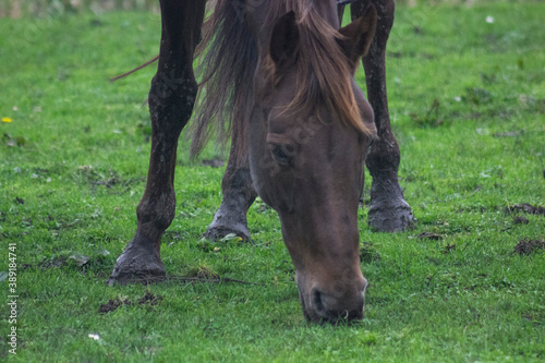 horse eating grass © Anya Photography