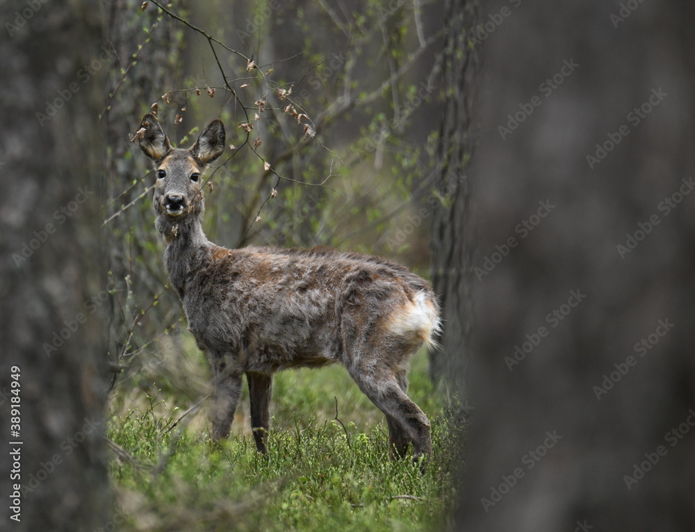 sarna zmienia sierść, las sarna zmienia sierść, las