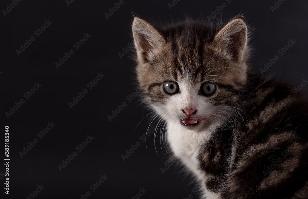 Kitten portrait isolated on black background. Kitten portrait isolated on black background.
