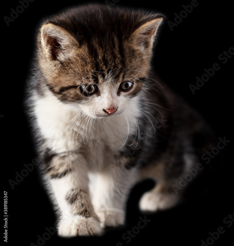 Kitten portrait isolated on black background.