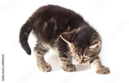 The kitten is played isolated on a white background.