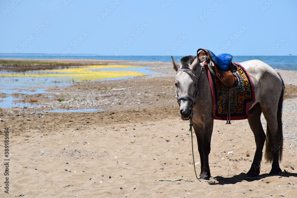 A bridled and saddled horse stands on the sandy shores of Qinghai Lake, blue skies, Qinghai, China A bridled and saddled horse stands on the sandy shores of Qinghai Lake, blue skies, Qinghai, China