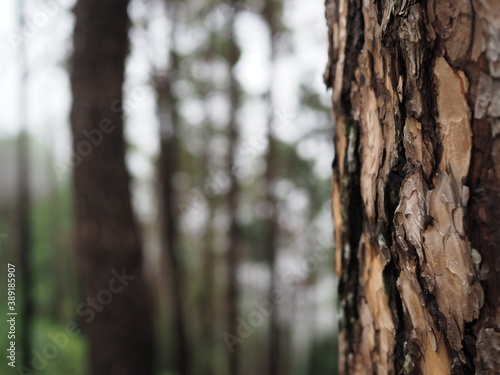pine tree in rainforest 
