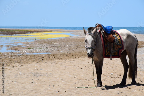 A bridled and saddled horse stands on the sandy shores of Qinghai Lake, blue skies, Qinghai, China