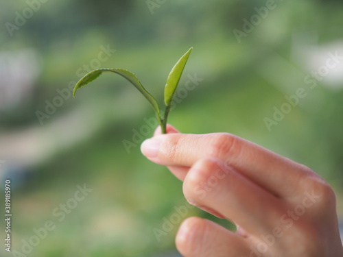 Greentea leaf in hand