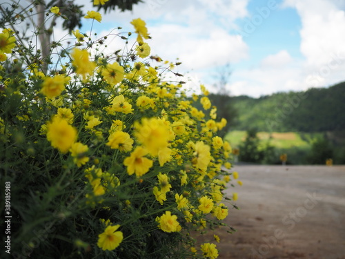 spring in the park