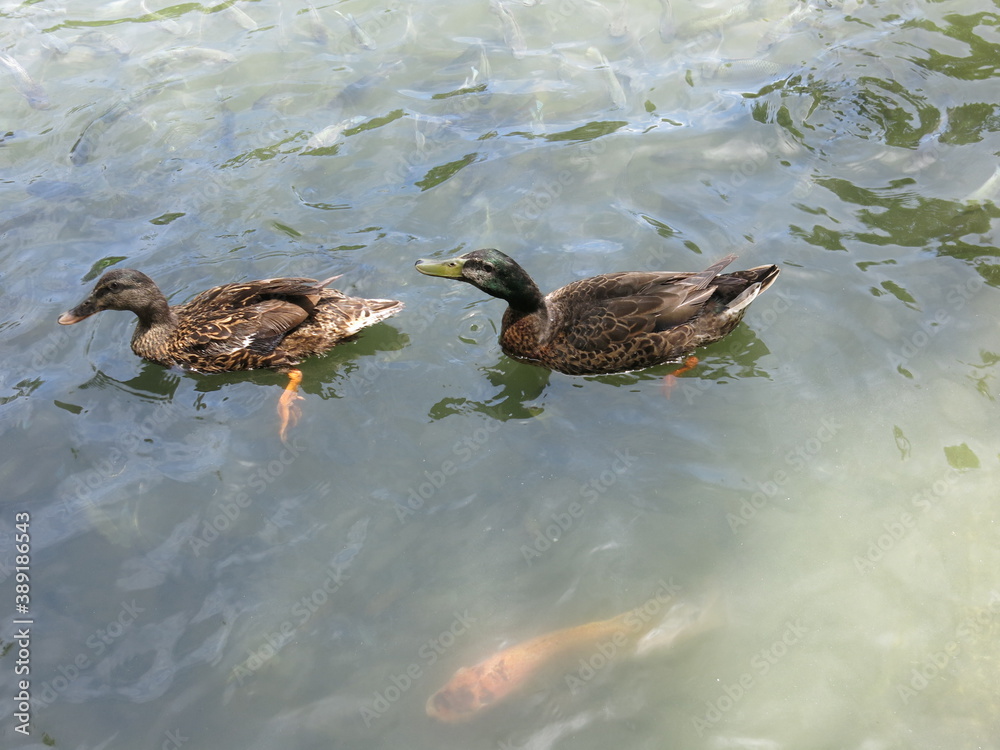 the ducks are swimming in the pool with funny posture outdoor the ducks are swimming in the pool with funny posture outdoor