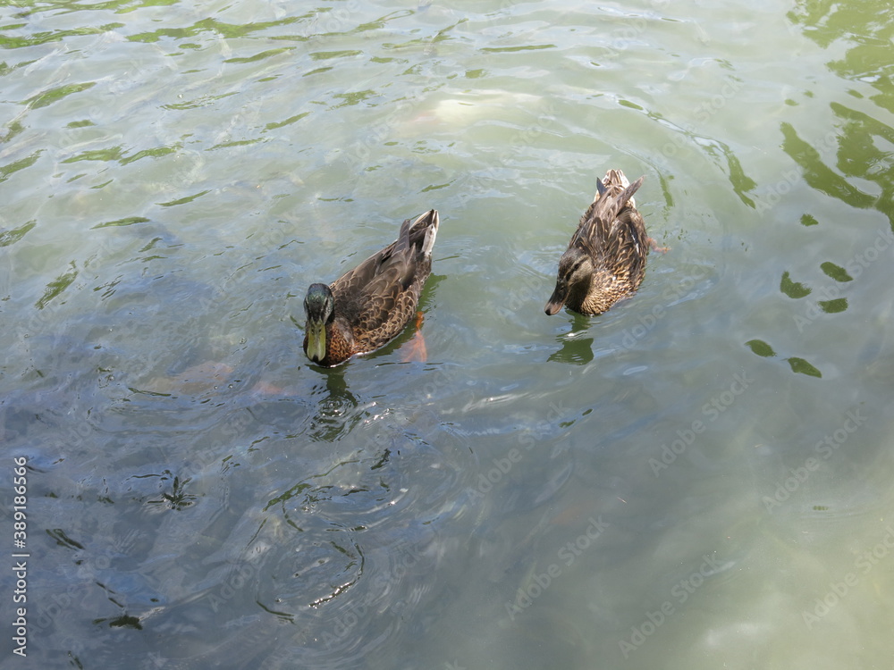 the ducks are swimming in the pool with funny posture outdoor the ducks are swimming in the pool with funny posture outdoor