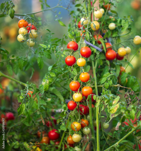 Ripe red tomatoes on the plant.