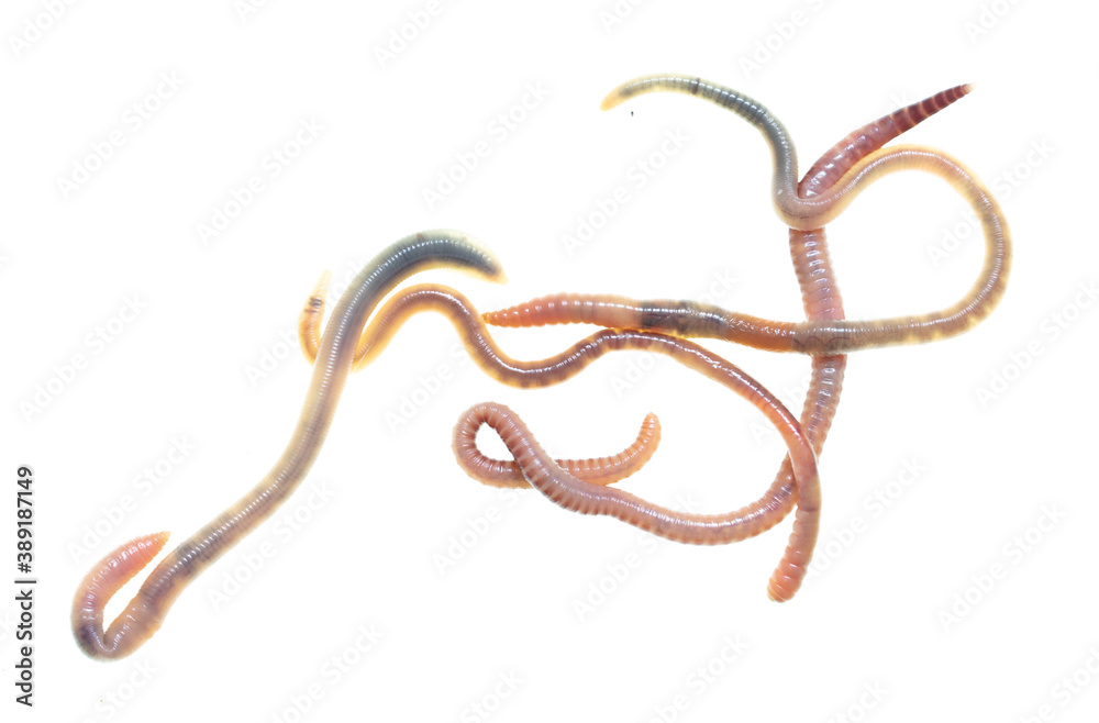 Obraz premium Earthworms isolated on a white