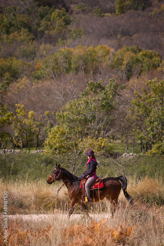 Side view of female horse rider and oak forest in the background.