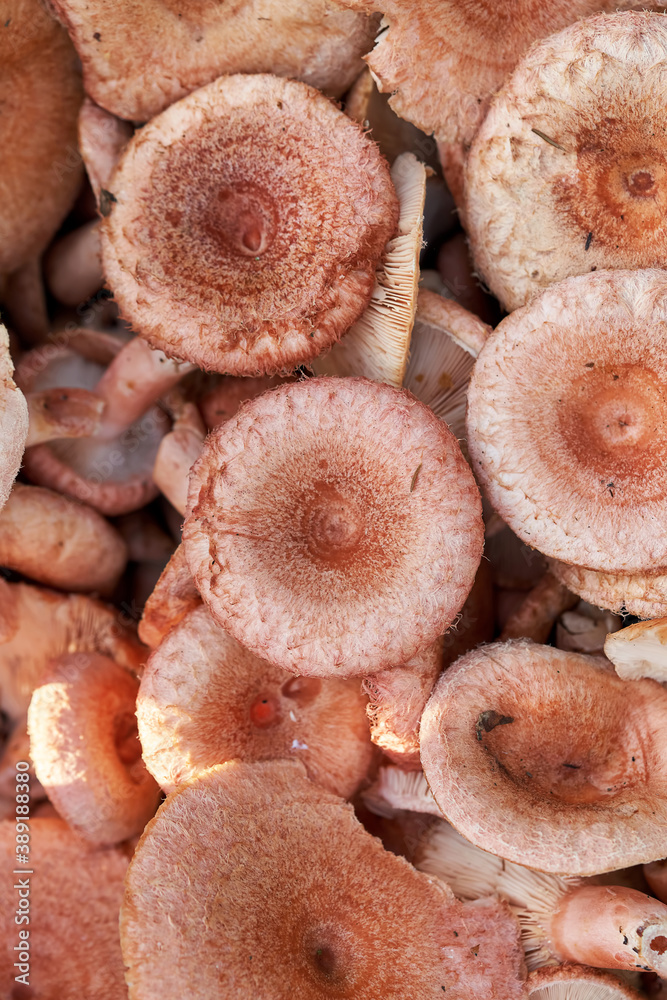 Background of edible forest mushrooms close up Background of edible forest mushrooms close up