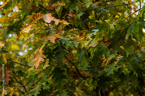 autumn oak