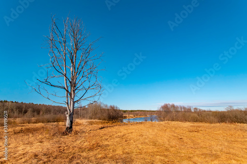 A lonely dry tree stands on a spring sunny day.