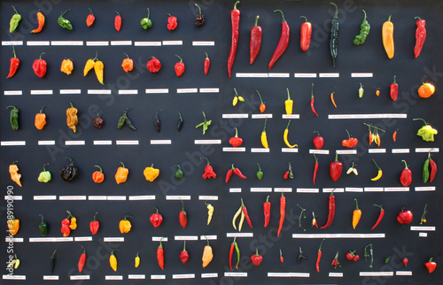 collection of hot chili peppers, different types of fruit like Green bird's eye, yellow madame Jeanette, and red cayenne 
