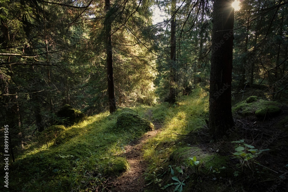 Obraz premium Forest