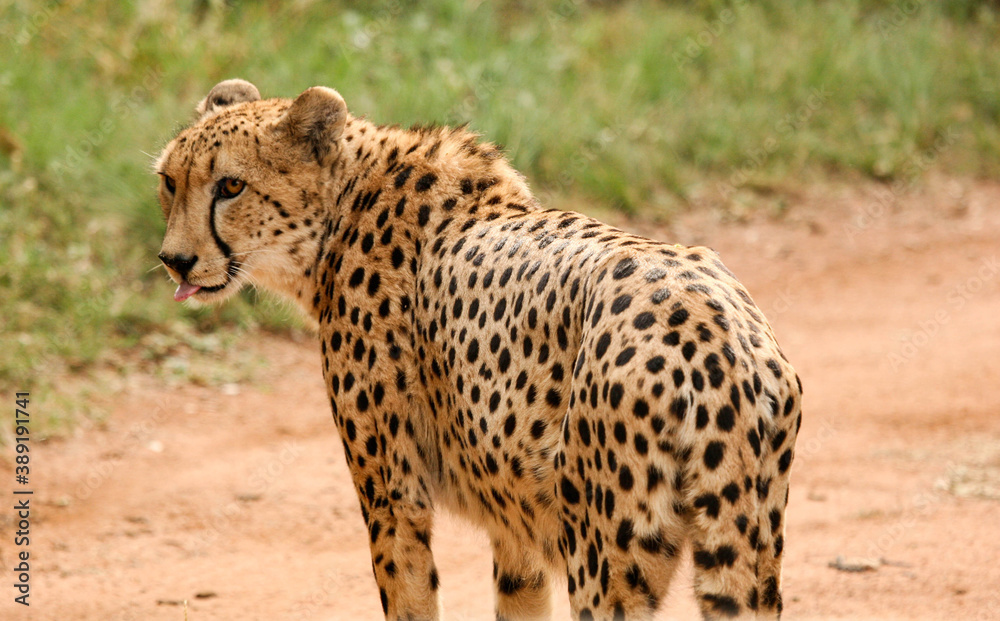 Closeup of a solitary African cheetah standing in the bushveld Closeup of a solitary African cheetah standing in the bushveld