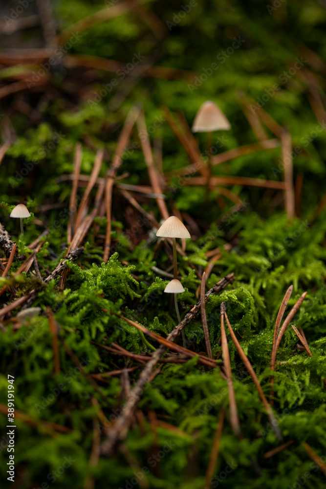 Small light brown mushrooms with thin legs growing on dark green moss