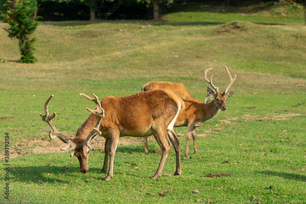 Naklejka premium two deer with large antlers grazing on a green meadow
