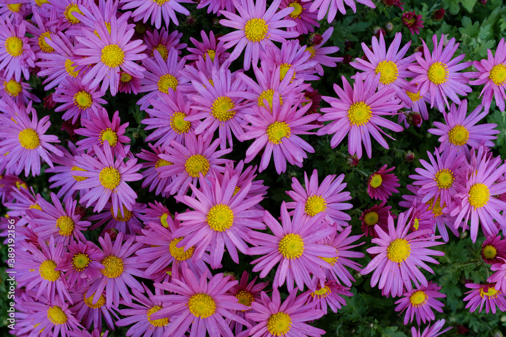 ピンク色の花 ピンク色の花