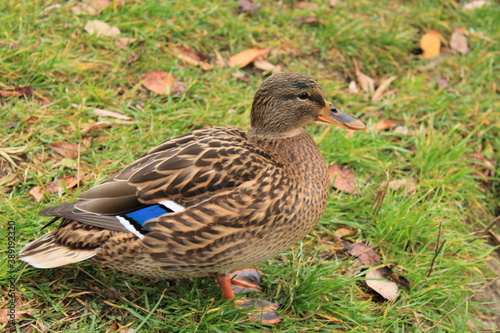 Duck on the shore of a pond in a city park