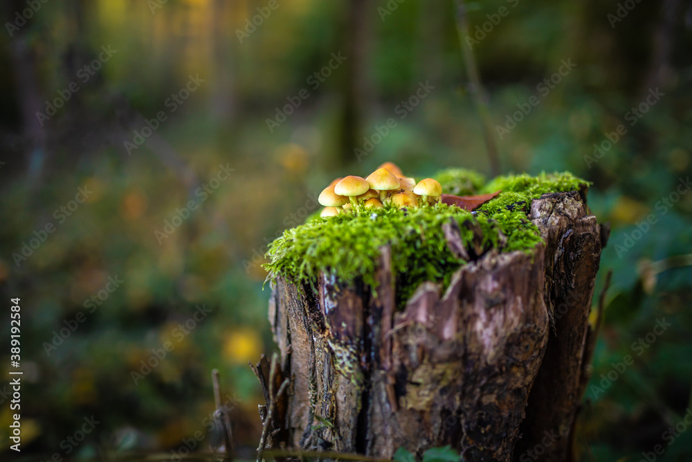 Kleine Pilze im Wald auf einem Baumstamm mit Moos Kleine Pilze im Wald auf einem Baumstamm mit Moos