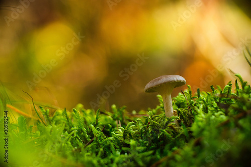 Macro of mushroom in autumn forest