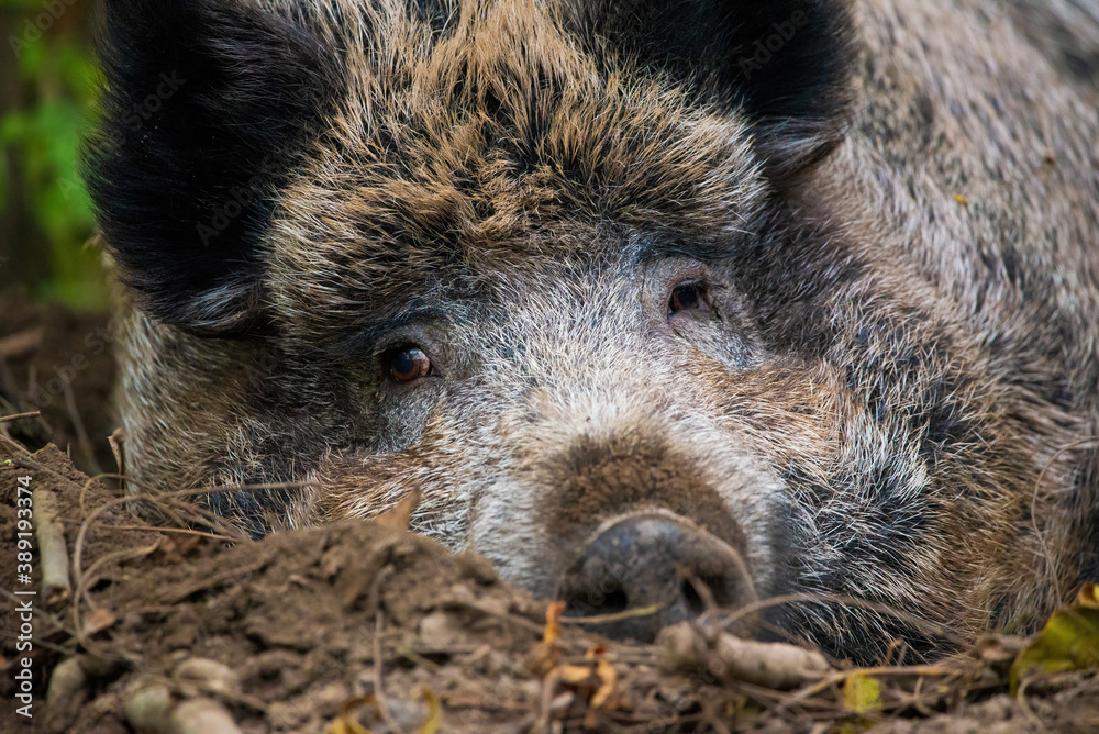 Wild boar relaxing, lying on the ground Wild boar relaxing, lying on the ground