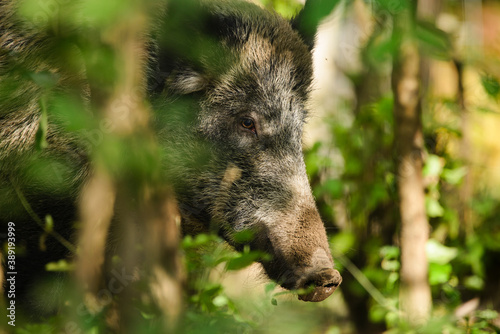 Wild boar - Sus Scrofa in woods © Creaturart
