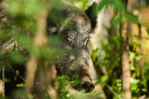Photo Wild boar - Sus Scrofa in woods