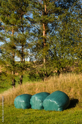 Hochformat: Silageballen in grüner Plastikfolie auf einer Wiese liegen vor Nadelbäumen im Hintergrund