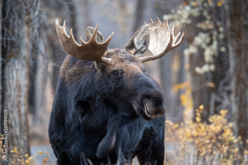  Bull moose in the woods