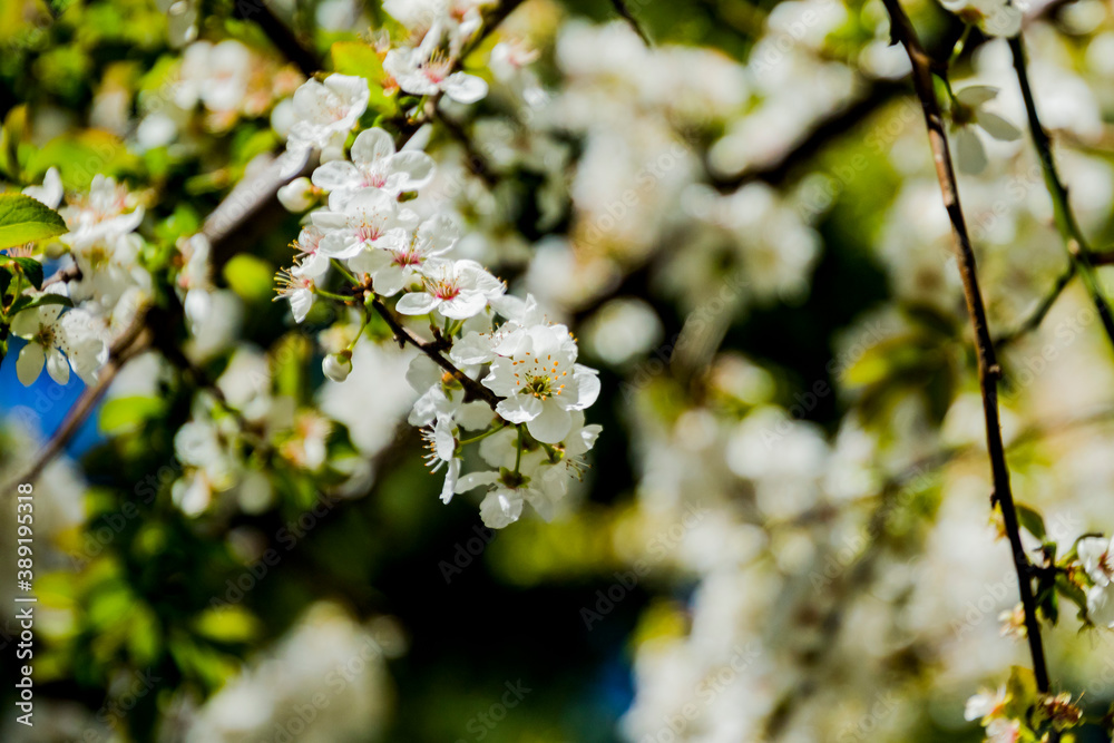 Apple/Cheery blossoms spring Apple/Cheery blossoms spring