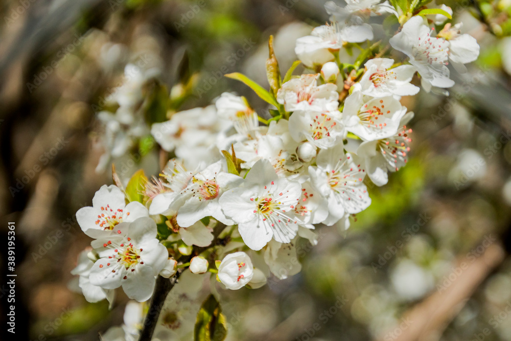 Apple/Cheery blossoms spring Apple/Cheery blossoms spring