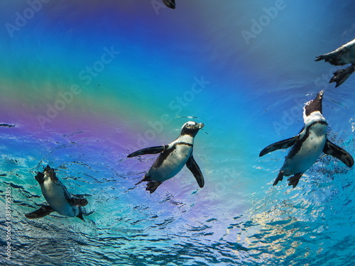 優雅に泳ぐペンギンたち