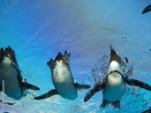 優雅に泳ぐペンギンたち