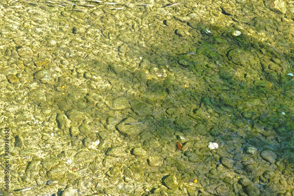 schools of small fish in the clear water of a shallow river with a rocky bottom and green algae