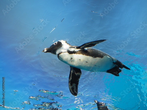 優雅に泳ぐペンギンたち