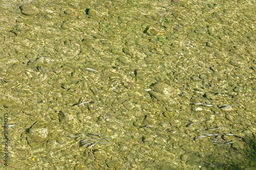 schools of small fish in the clear water of a shallow river with a rocky bottom and green algae © Aleda
