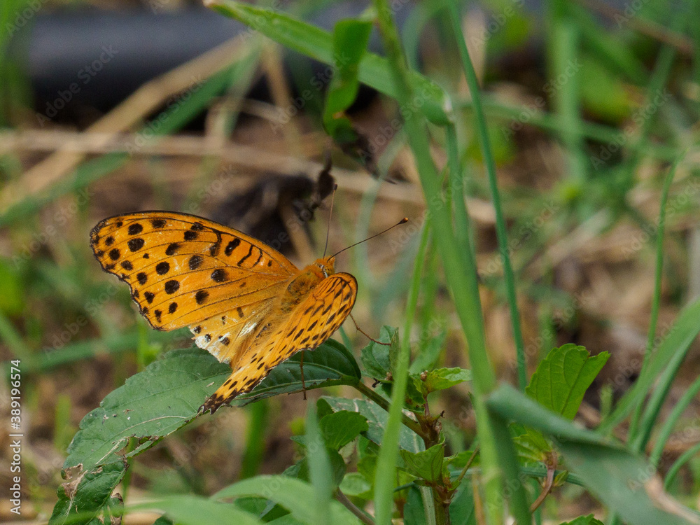 Fototapeta premium ダリヤとツマグロヒョウモン
