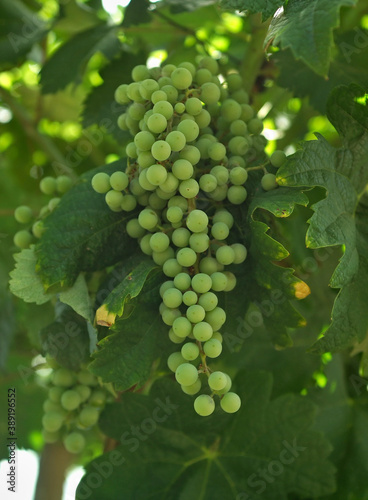 Wine Yard with rapes in the Douro valley - Portugal