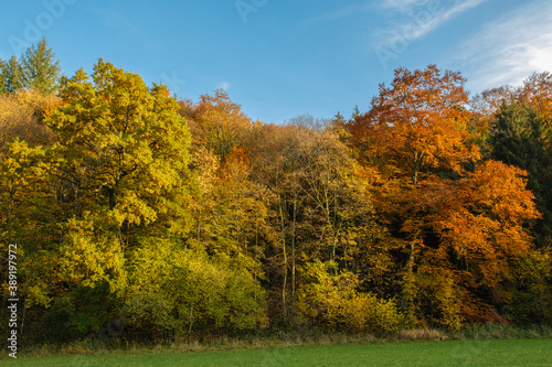 Ein Waldrand im Herbst  Mischwald mit bunten Bl  ttern unter blauem Himmel