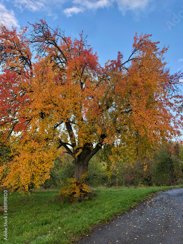 Wallpaper Mural Autumn in Birkmannsweiler 1 - by juma Torontodigital.ca