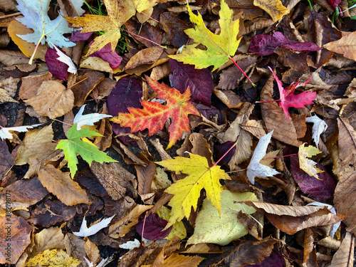 Wallpaper Mural Autumn in Birkmannsweiler 3 - by juma Torontodigital.ca