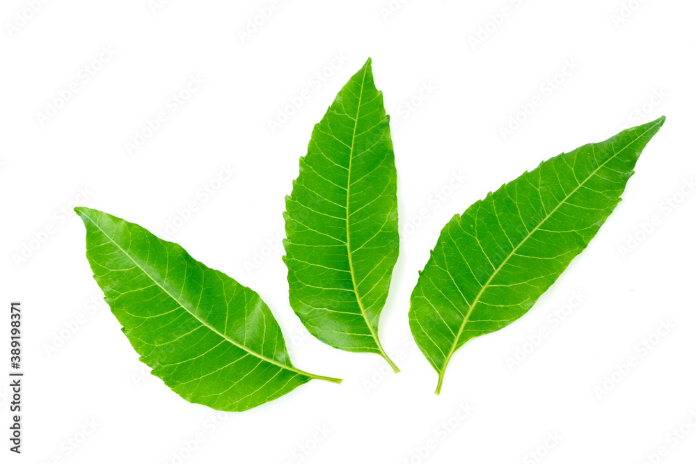Fototapeta premium Fresh Neem leaf isolated on white background.