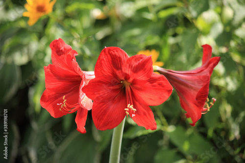 Beautiful Amaryllis red flowers